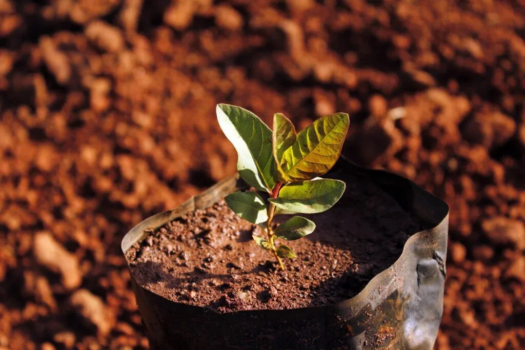 Growth